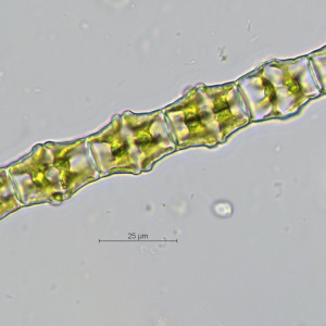 Bambusina borreri