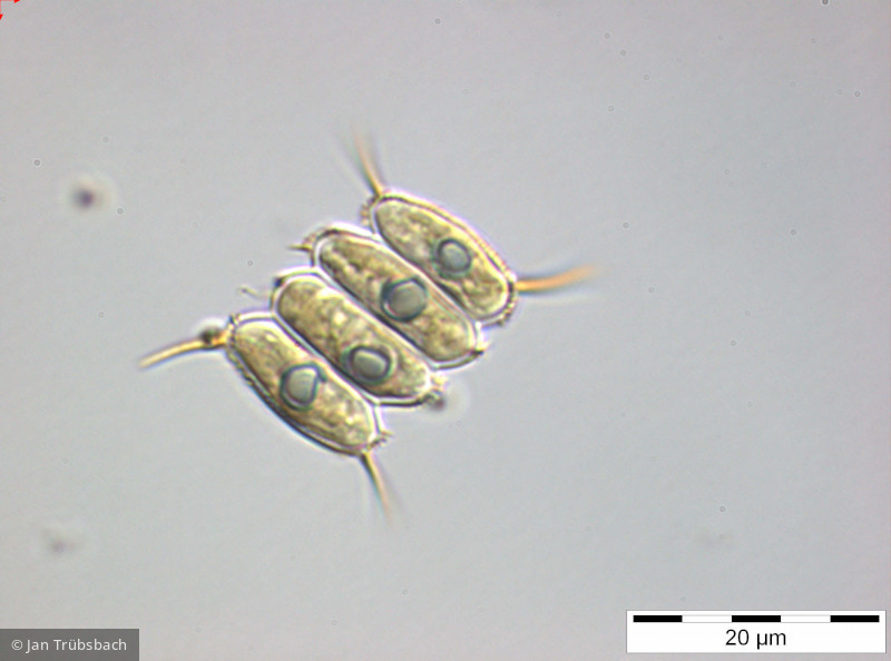 Scenedesmus_cf. armatus_1256297824 - Chlorophyta Chlorophyceae Chlorococcales Desmodesmus armatus