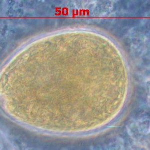 Euglena texta