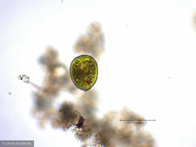 Euglenophyta Euglenophyceae Euglenales Euglena texta