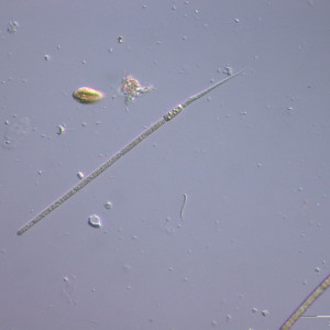 Raphidiopsis_mediteranea_1237284435