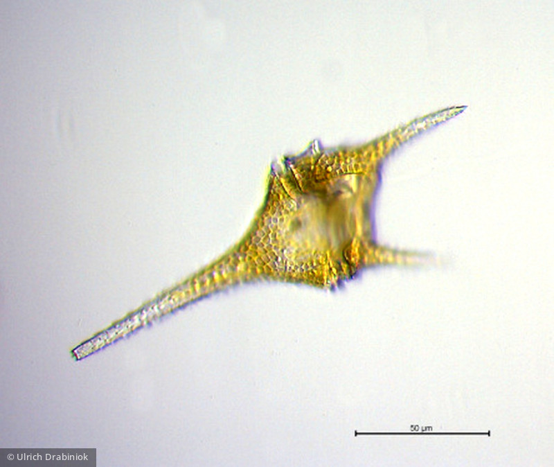Dinophyta Dinophyceae Peridiniales Ceratium hirundinella