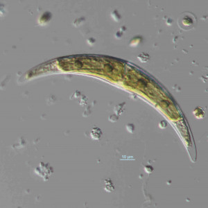 Closterium moniliferum