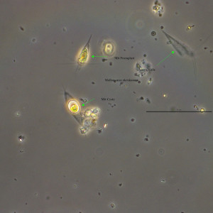 Mallomonas akrokomos