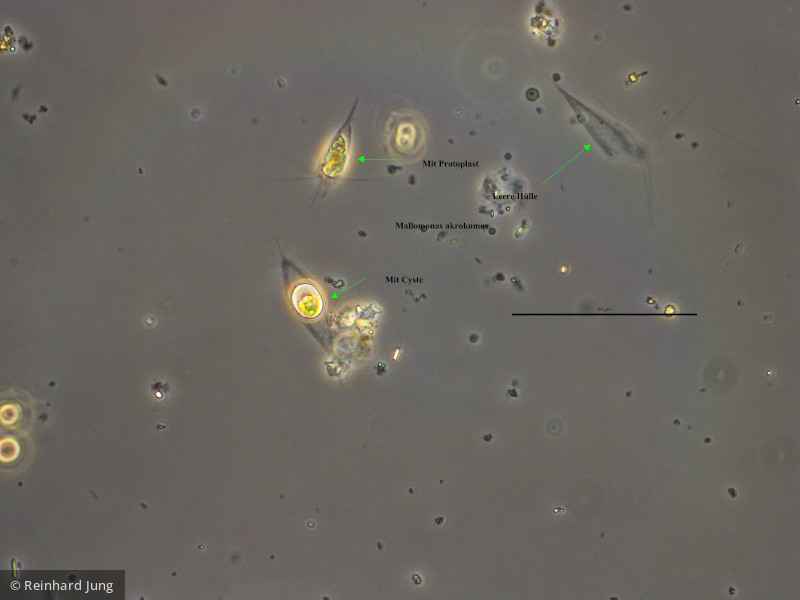 Heterocontophyta Chrysophyceae Ochromonadales Mallomonas akrokomos