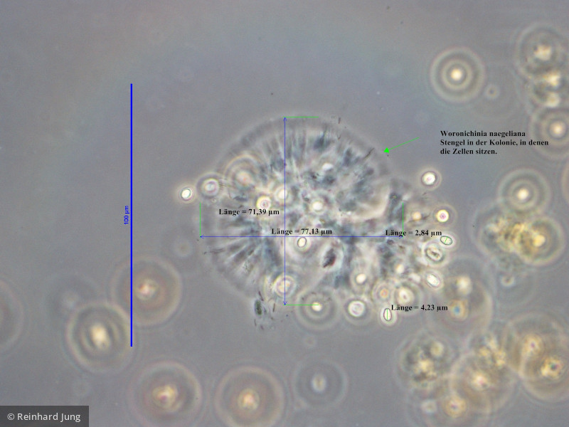 Cyanobacteria Cyanobacteria Chroococcales Woronichinia naegeliana