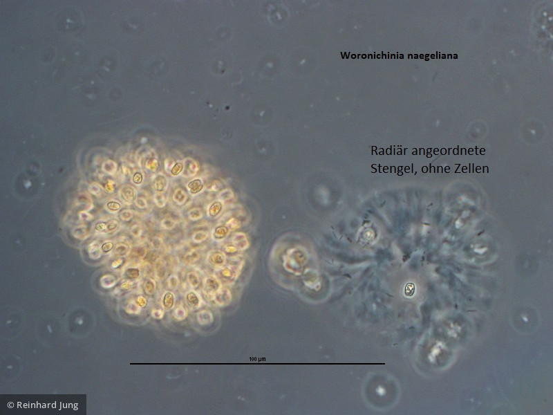 Cyanobacteria Cyanobacteria Chroococcales Woronichinia naegeliana