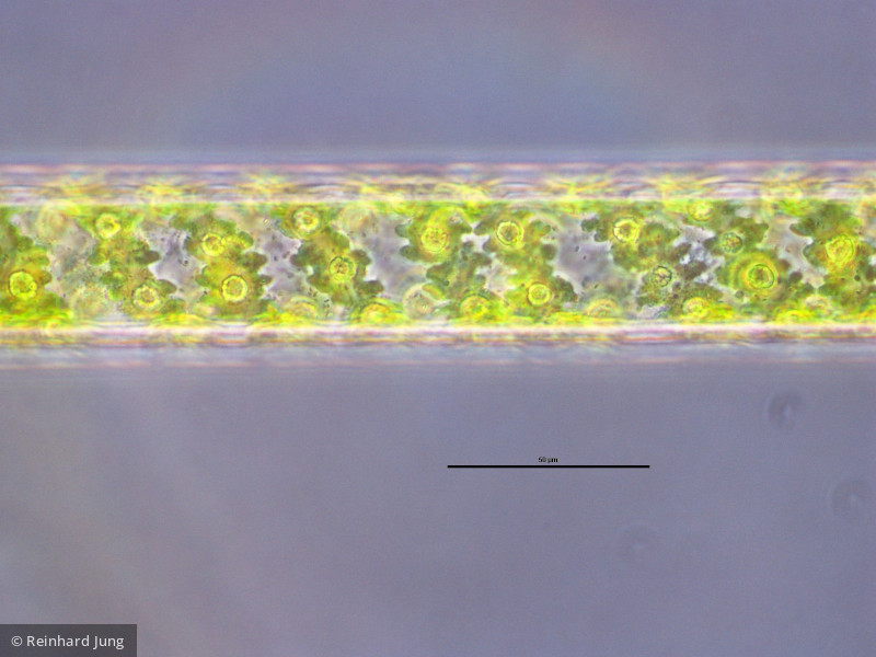 Chlorophyta Conjugatophyceae Zygnematales Spirogyra sp.