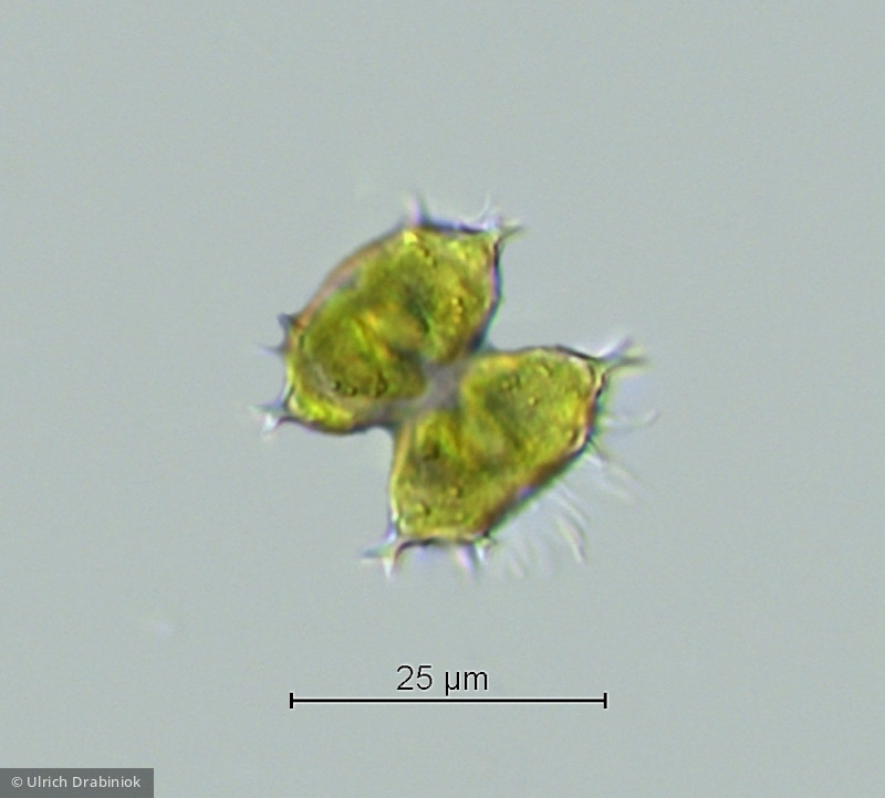 Staurastrum furcatum &middot; Chlorophyta Conjugatophyceae Desmidiales