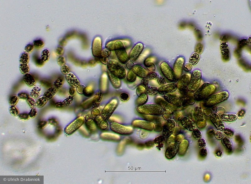 Cyanobacteria Cyanobacteria Nostocales Dolichospermum lemmermannii