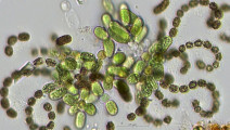 Cyanobacteria Cyanobacteria Nostocales Dolichospermum lemmermannii