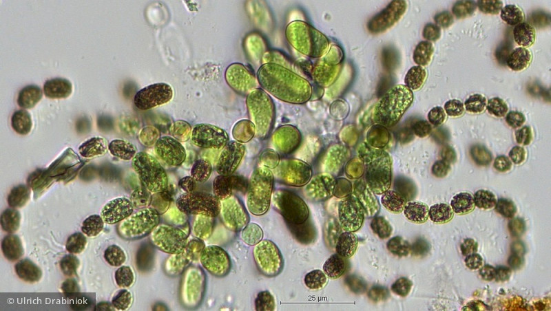 Cyanobacteria Cyanobacteria Nostocales Dolichospermum lemmermannii
