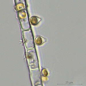 Chrysopyxis sp.