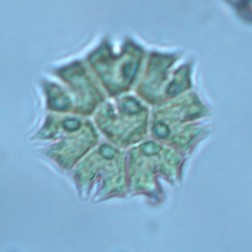 Stauridium tetras