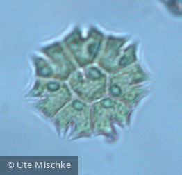 Chlorophyta Chlorophyceae Chlorococcales Stauridium tetras