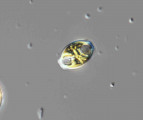 Heterocontophyta Bacillariophyceae Pennales Amphora ovalis