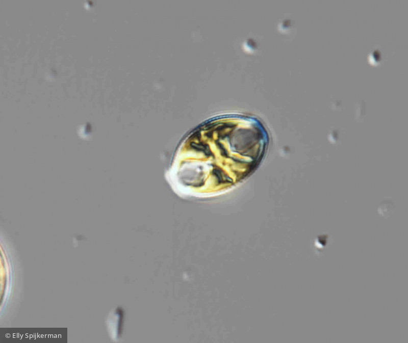 Heterocontophyta Bacillariophyceae Pennales Amphora ovalis