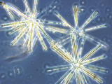 Heterocontophyta Bacillariophyceae Pennales Asterionella formosa
