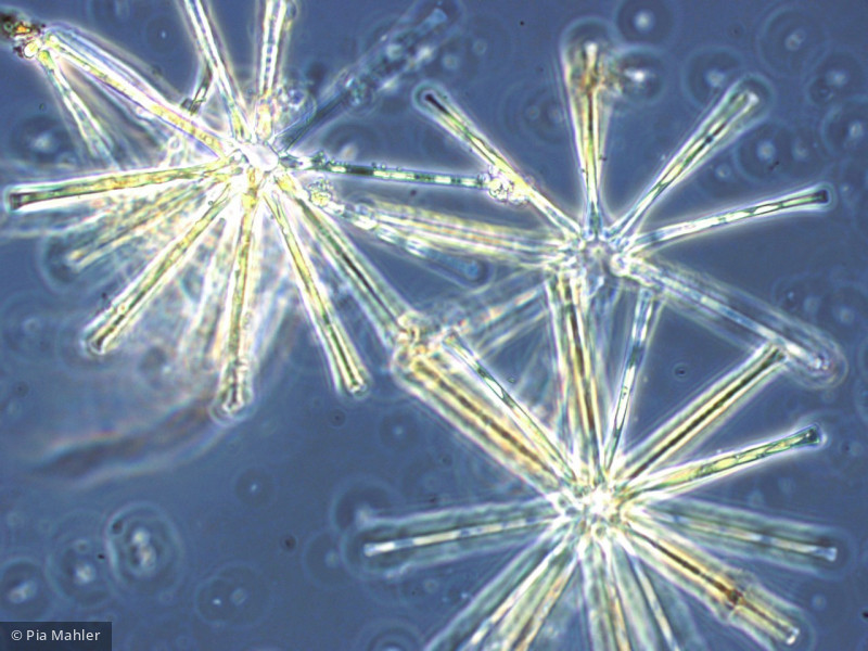 Heterocontophyta Bacillariophyceae Pennales Asterionella formosa