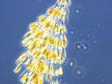 Heterocontophyta Chrysophyceae Ochromonadales Dinobryon divergens