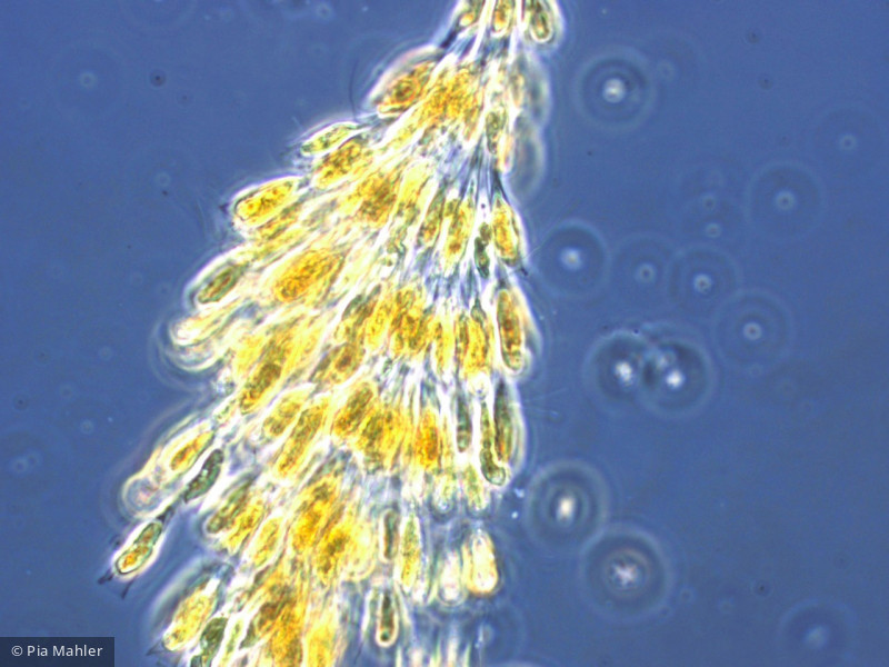 Heterocontophyta Chrysophyceae Ochromonadales Dinobryon divergens