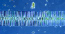 Heterocontophyta Bacillariophyceae Pennales Fragilaria sp.
