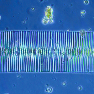 Fragilaria sp.
