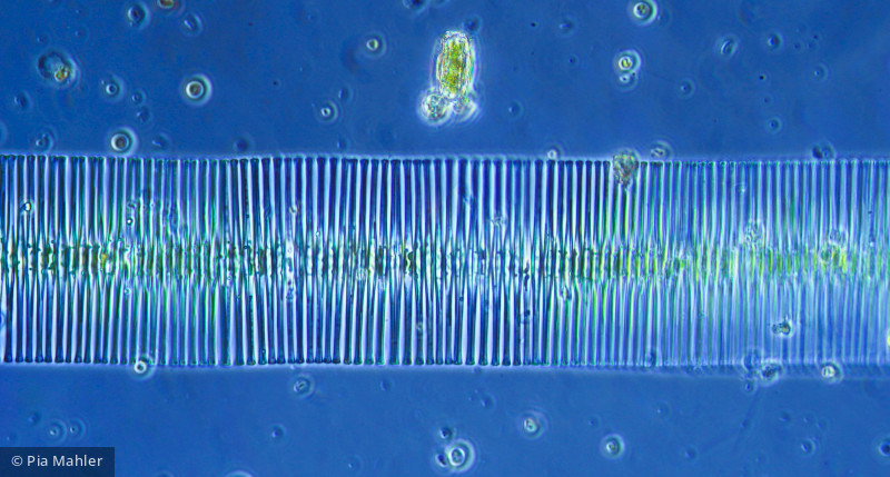 Fragilaria sp. · Heterocontophyta Bacillariophyceae Pennales