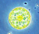 Heterocontophyta Bacillariophyceae Centrales Stephanodiscus neoastraea