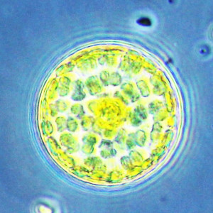 Stephanodiscus neoastraea