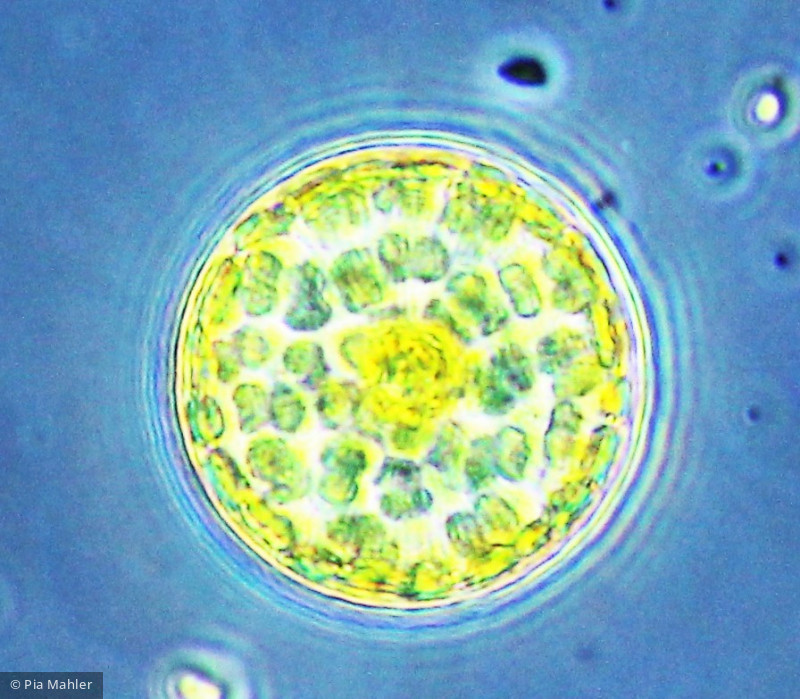 Heterocontophyta Bacillariophyceae Centrales Stephanodiscus neoastraea