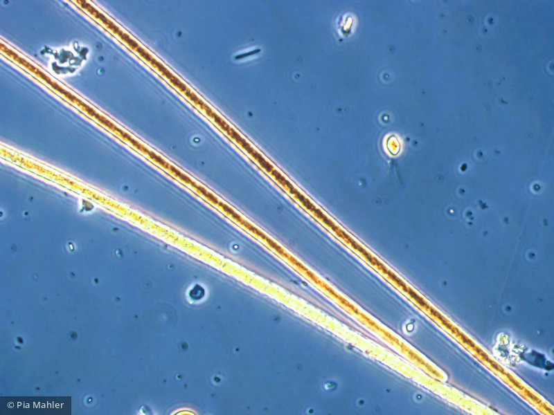 Cyanobacteria Cyanobacteria Oscillatoriales Planktothrix rubescens