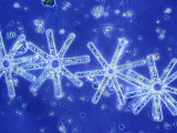 Heterocontophyta Bacillariophyceae Pennales Tabellaria fenestrata