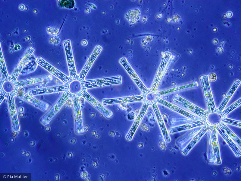 Heterocontophyta Bacillariophyceae Pennales Tabellaria fenestrata