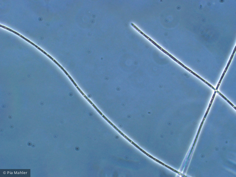 Cyanobacteria Cyanobacteria Oscillatoriales Limnothrix redekei