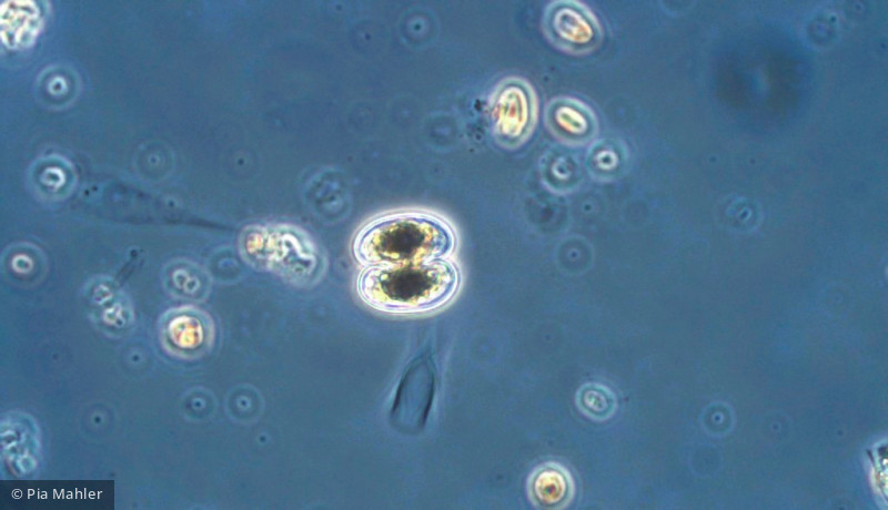 Chlorophyta Conjugatophyceae Desmidiales Cosmarium depressum var. planctonicum