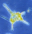 Dinophyta Dinophyceae Peridiniales Ceratium hirundinella