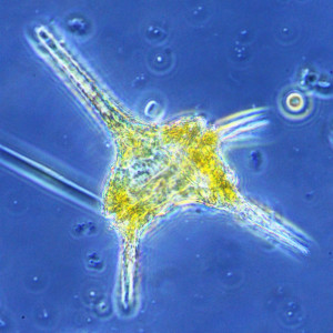Ceratium hirundinella