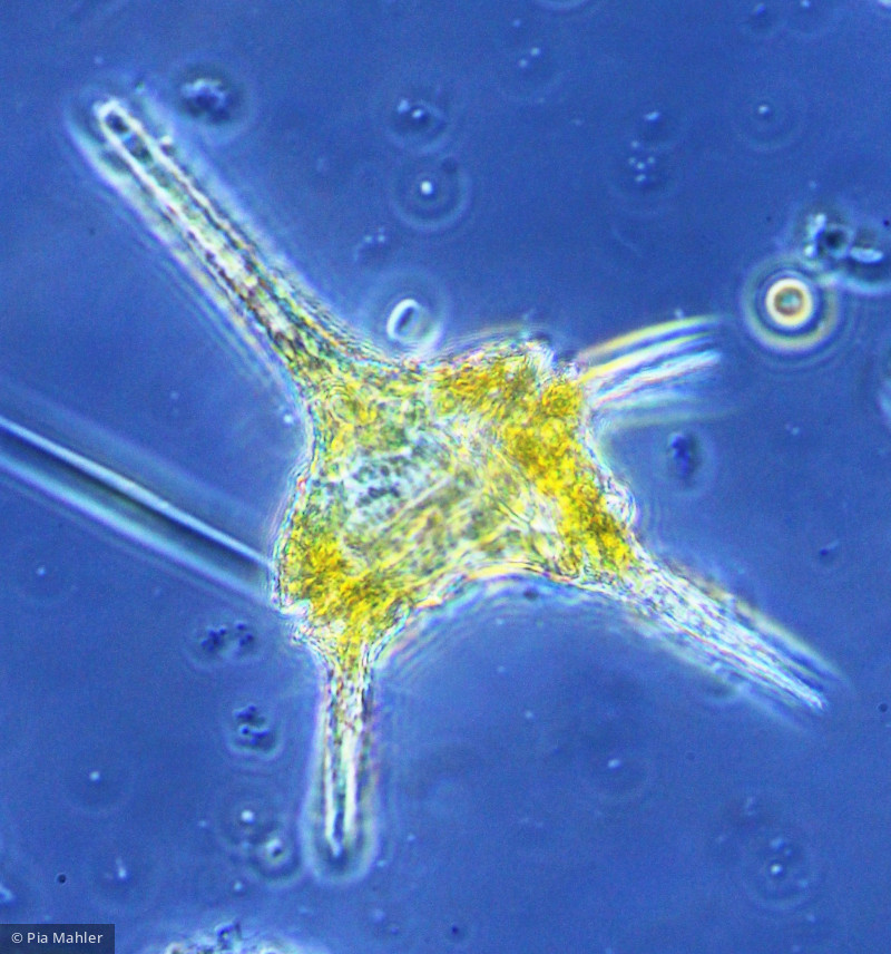 Dinophyta Dinophyceae Peridiniales Ceratium hirundinella