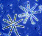 Heterocontophyta Bacillariophyceae Pennales Tabellaria fenestrata