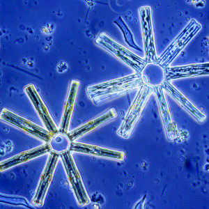 Tabellaria fenestrata