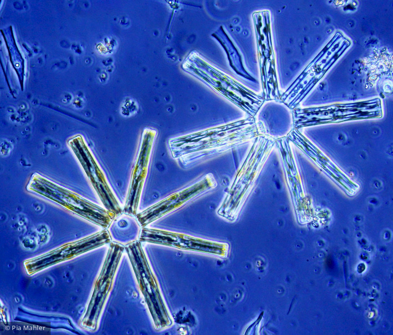 Heterocontophyta Bacillariophyceae Pennales Tabellaria fenestrata