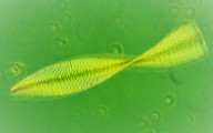 Heterocontophyta Bacillariophyceae Pennales Fragilaria crotonensis