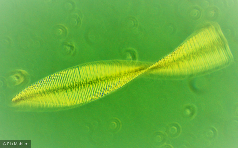 Heterocontophyta Bacillariophyceae Pennales Fragilaria crotonensis