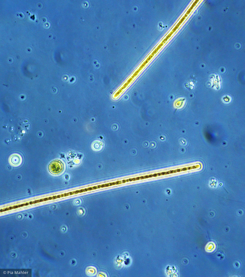 Cyanobacteria Cyanobacteria Oscillatoriales Planktothrix rubescens
