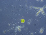 Chlorophyta Conjugatophyceae Desmidiales Cosmarium depressum var. planctonicum