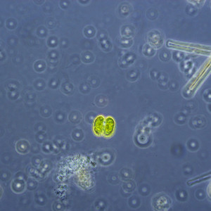 Cosmarium depressum var. planctonicum