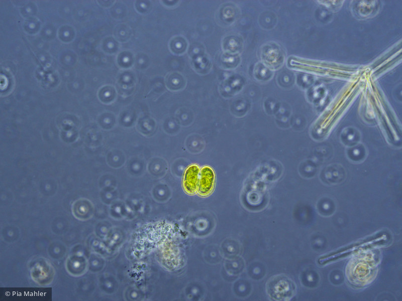 Chlorophyta Conjugatophyceae Desmidiales Cosmarium depressum var. planctonicum