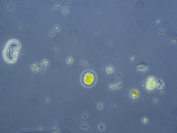 Chlorophyta Chlorophyceae Volvocales Pandorina morum