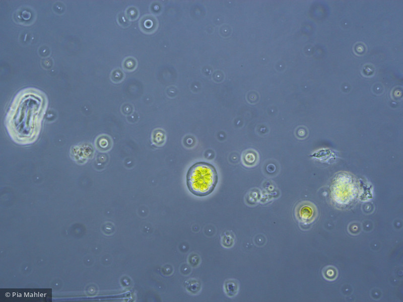 Chlorophyta Chlorophyceae Volvocales Pandorina morum